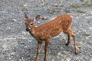 133 Rainbow Dr, Lackawaxen, PA 18435 - Photo 134