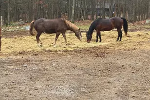 110 Owl Ct, Lackawaxen, PA 18435 - Photo 70