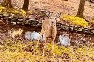 104 Hedge Dr, Dingmans Ferry, PA 18328 - Photo 56