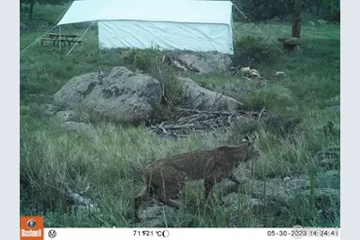 102 Mount Princeton Ct, Livermore, CO 80536 - Photo 14