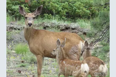 2 Fox Meadow Ln #2, Red Feather Lakes, CO 80545 - Photo 16