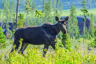 1640 Continental Peaks Cir, Estes Park, CO 80517 - Photo 12