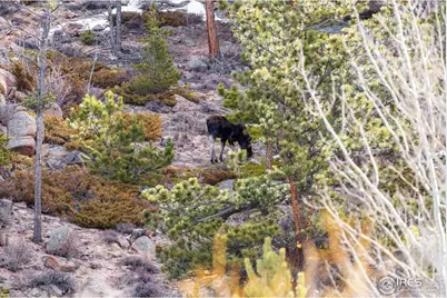 53 Ada Ct, Red Feather Lakes, CO 80545 - Photo 4