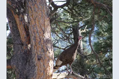 147 Cedar Dr, Lyons, CO 80540 - Photo 32