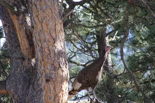 147 Cedar Dr, Lyons, CO 80540 - Photo 32