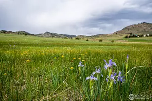 816 Meadow Wy, Livermore, CO 80536 - Photo 1