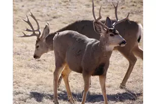 631 Linecamp Dr, Livermore, CO 80536 - Photo 40