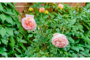 604 Mapleton Ave, Boulder, CO 80304 - Photo 34