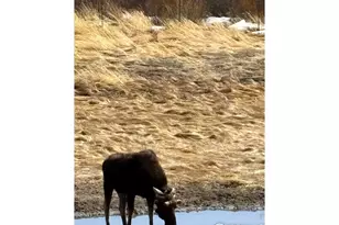 1565 Hwy 66 #, Estes Park, CO 80517 - Photo 14