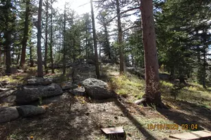 58 Aspen Ln, Red Feather Lakes, CO 80545 - Photo 28