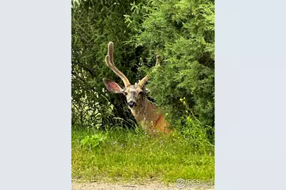 3501 Raptor Ridge Ln, Laporte, CO 80535 - Photo 18