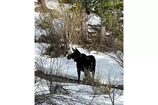 1565 Hwy 66, Estes Park, CO 80517 - Photo 8