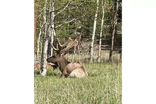 1565 Hwy 66, Estes Park, CO 80517 - Photo 20