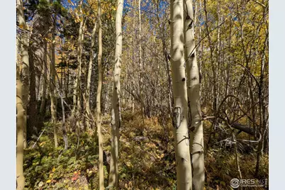11 Bear Gulch Rd, Red Feather Lakes, CO 80545 - Photo 10