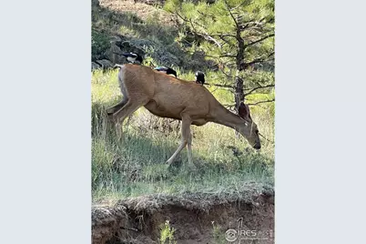 830 Morgan St, Estes Park, CO 80517 - Photo 16