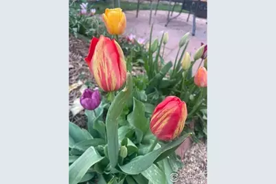 1111 Utica Cir, Boulder, CO 80304 - Photo 2