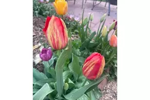 1111 Utica Cir, Boulder, CO 80304 - Photo 2