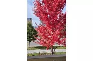 849 Dinosaur Dr, Erie, CO 80516 - Photo 44