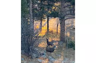 198 Frontier Ln, Nederland, CO 80466 - Photo 44