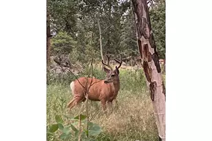 198 Frontier Ln, Nederland, CO 80466 - Photo 46