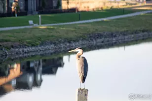 6228 Vernazza Way, Windsor, CO 80550 - Photo 36