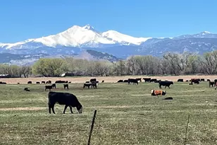 13155 N 75th St, Longmont, CO 80503 - Photo 6