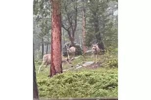 187 Lynx Dr, Ward, CO 80481 - Photo 34