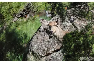 187 Wichita Rd, Lyons, CO 80540 - Photo 32