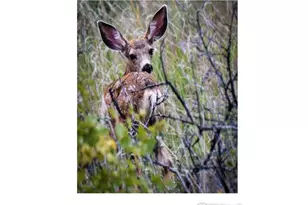 555 James Park Trail, Loveland, CO 80537 - Photo 34