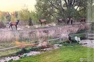 373 Orvis Ct, Loveland, CO 80537 - Photo 36