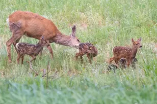 31 Wild Tiger Ln, Boulder, CO 80302 - Photo 48