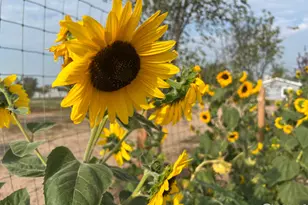 11988 County Road 32 5, Platteville, CO 80651 - Photo 16