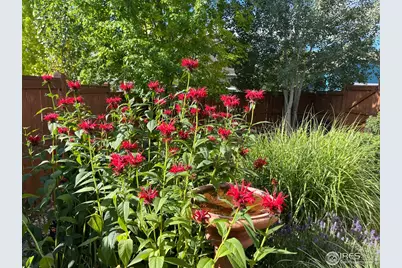 1503 Hollyberry St, Berthoud, CO 80513 - Photo 50