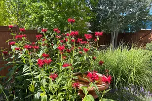 1503 Hollyberry St, Berthoud, CO 80513 - Photo 50