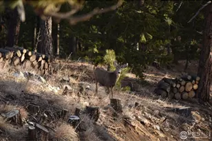 1000 Alaska Rd, Boulder, CO 80302 - Photo 50