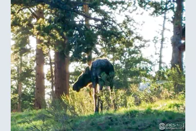 98 Deadhorse Mountain Ct, Livermore, CO 80536 - Photo 44