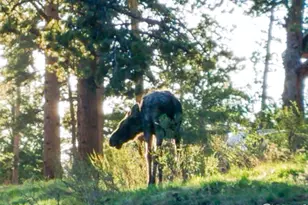 98 Deadhorse Mountain Ct, Livermore, CO 80536 - Photo 44