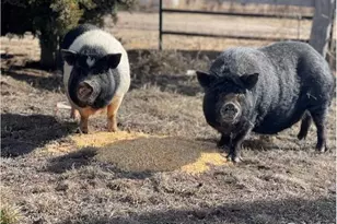 39281 Co Rd 38, Fleming, CO 80728 - Photo 12