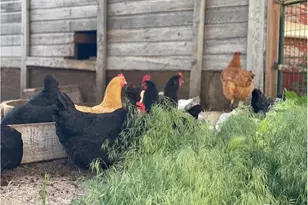 39281 Co Rd 38, Fleming, CO 80728 - Photo 14