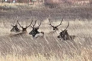 613 Cove Dr, Loveland, CO 80537 - Photo 46