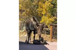 220 Timber Rd, Black Hawk, CO 80422 - Photo 30