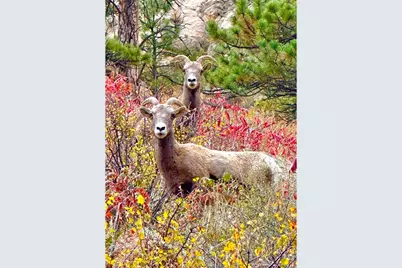 165 Valley Rd, Lyons, CO 80540 - Photo 36