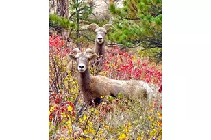 165 Valley Rd, Lyons, CO 80540 - Photo 36