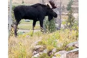 534 Blackfoot Rd, Red Feather Lakes, CO 80545 - Photo 46