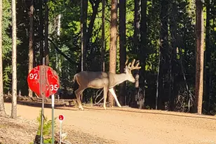 246 Panamint Way, Red Feather Lakes, CO 80545 - Photo 42