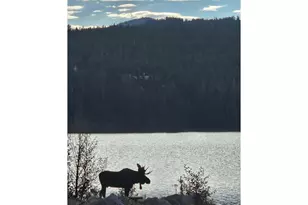 246 Panamint Way, Red Feather Lakes, CO 80545 - Photo 38