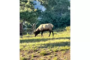 318 Overlook Ct, Estes Park, CO 80517 - Photo 44