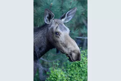 95 Meadowland Ct, Nederland, CO 80466 - Photo 26