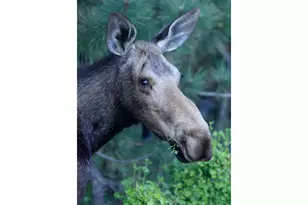 95 Meadowland Ct, Nederland, CO 80466 - Photo 26