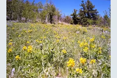215 Murdock Dr, Red Feather Lakes, CO 80545 - Photo 2